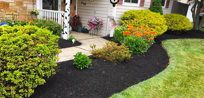 Backyard transformation after