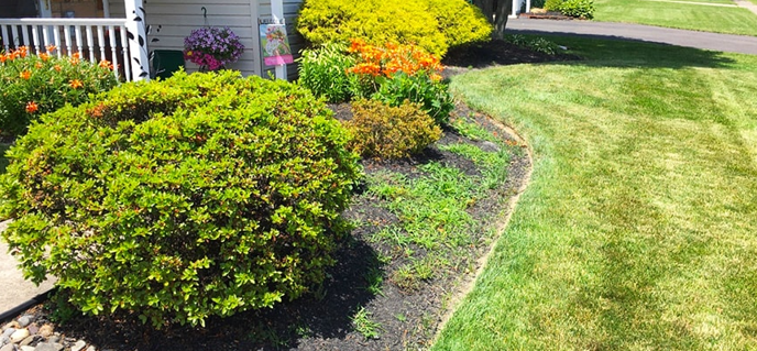 Backyard transformation before